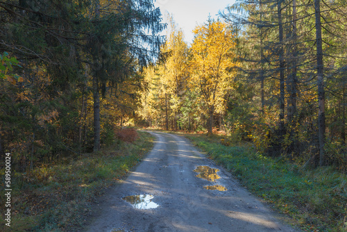 Gravel road in the autumn forest. Sunbeams over yellow trees. Estonia.
