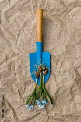 Scílla seedlings and a small blue garden shovel. Planting Scilla in spring. Bulb, stem, leaves and flowers of Scilla. Scílla seedlings and a garden shovel on crumpled brown paper background.