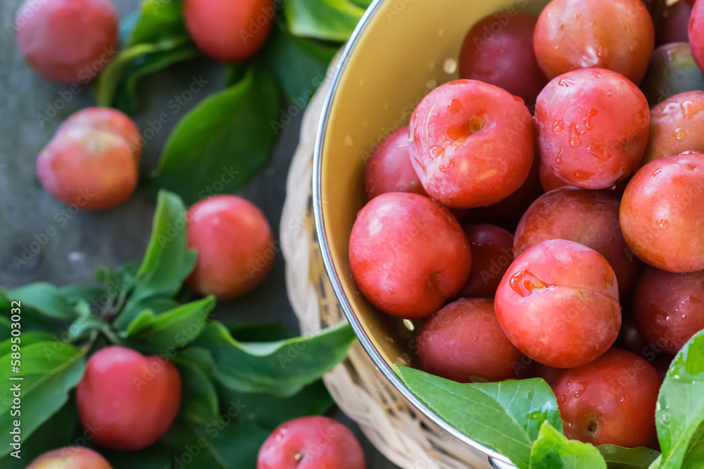 Red fresh ripe plums with water drops in yellow strainer on wooden table outdoors, organic plums served for eating, healthy food and fruit  concept