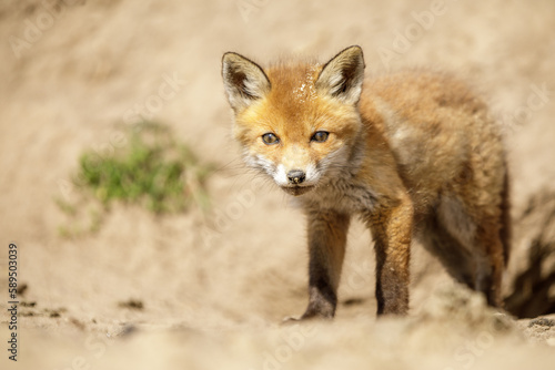 Fuchswelpe am Fuchsbau © Andre