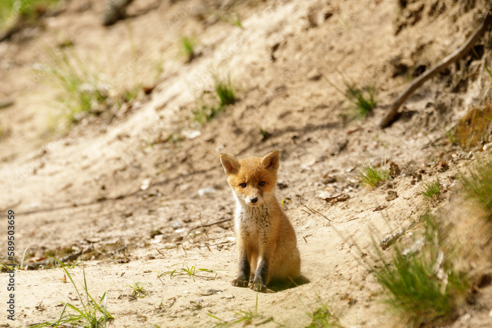 Fototapeta premium Fuchswelpe am Fuchsbau