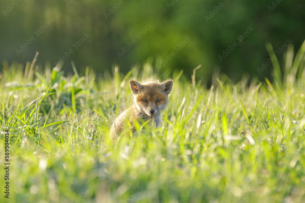 Fototapeta premium Fuchswelpe am Fuchsbau