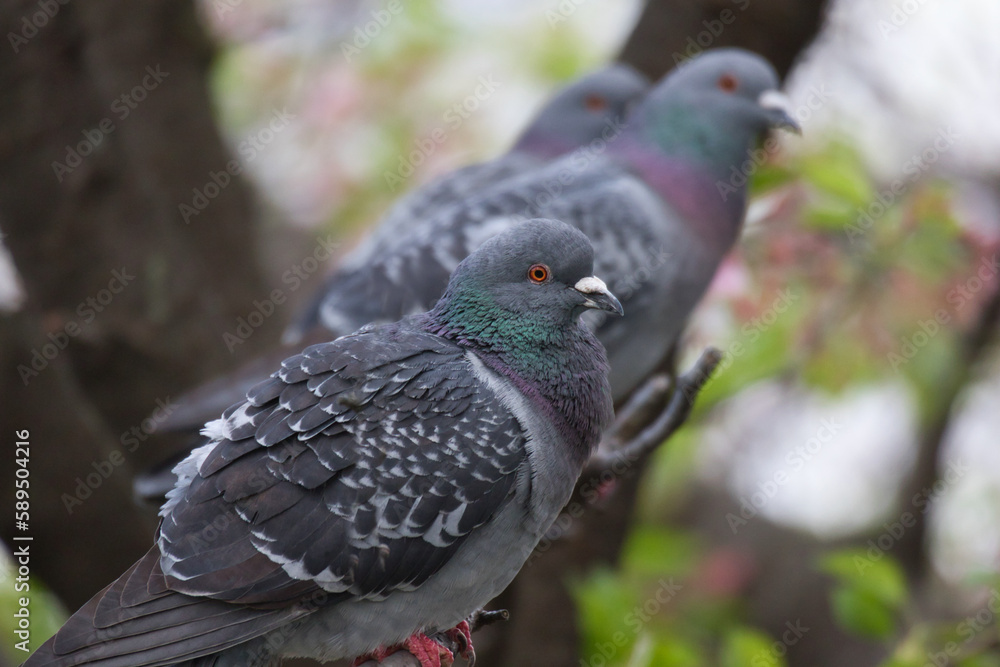 Obraz premium pigeon on a branch