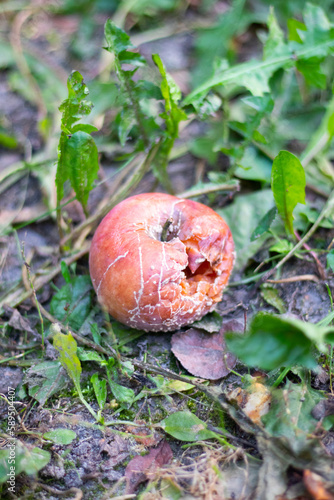Quadro su tela Rotten apple on the grass