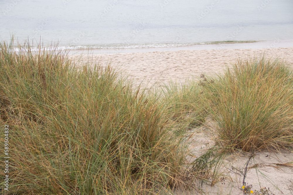 Sea landscape and grass in Poland summer Baltic sea Sea landscape and grass in Poland summer Baltic sea