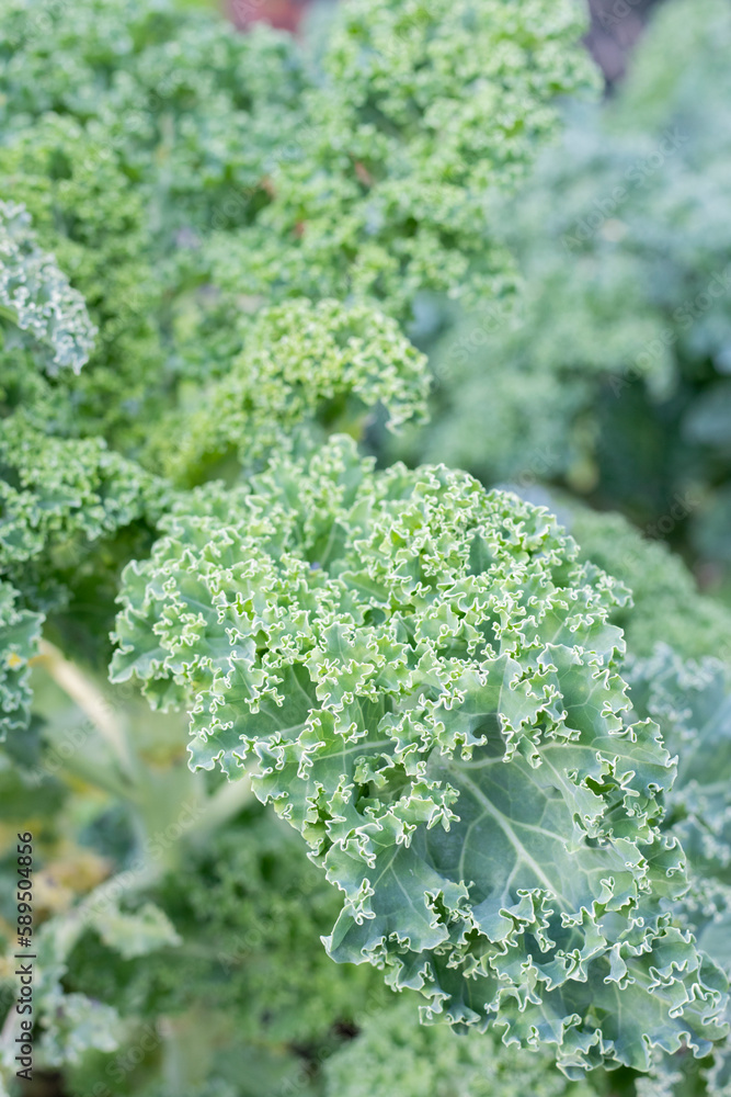 Growing Green Leaves Vegetables Kale from Garden Growing Green Leaves Vegetables Kale from Garden