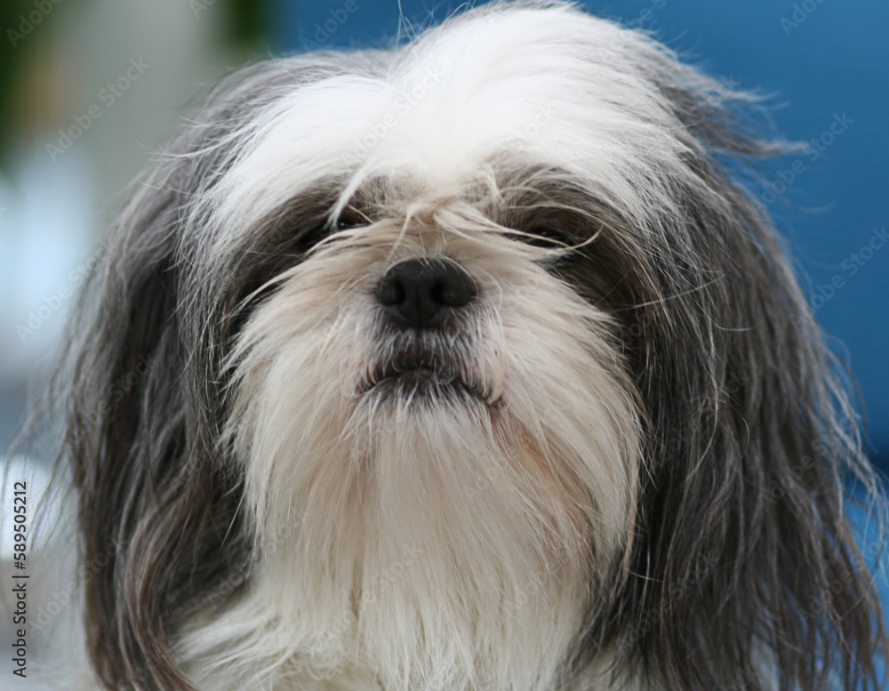 Lovely Shih Tzu dog on lawn background outdoors Lovely Shih Tzu dog on lawn background outdoors