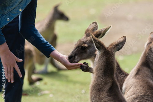 cute moment as a kangaroo grabs a girls hand photo