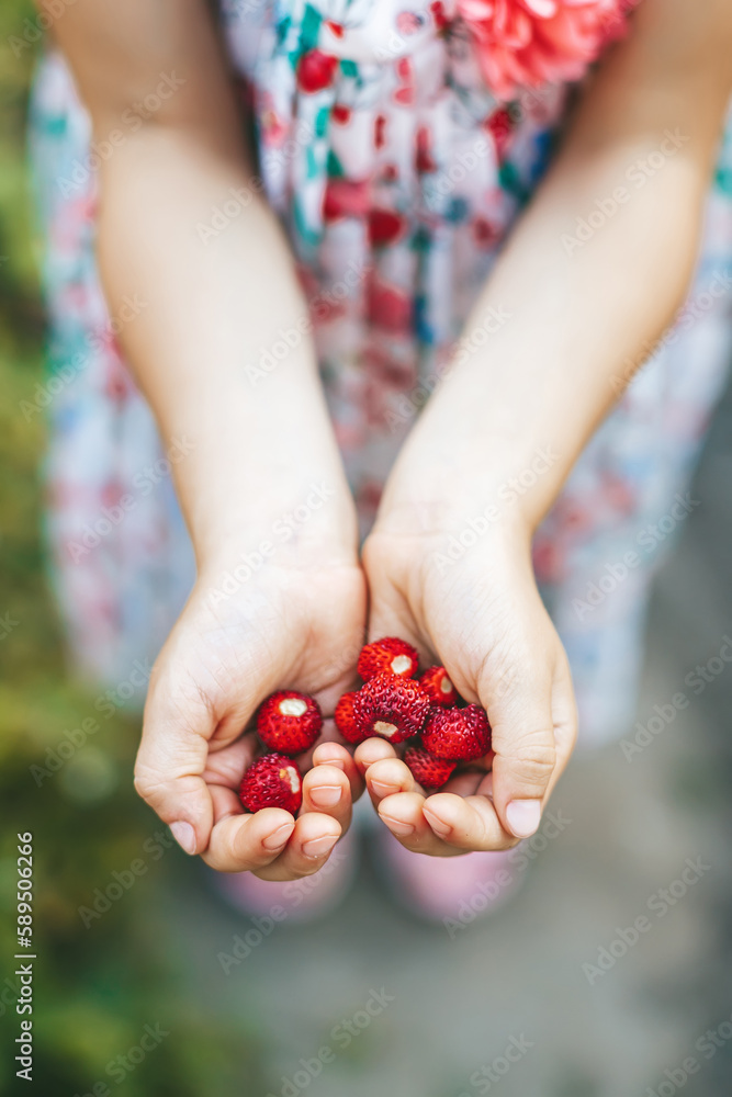 Close-up ripe small strawberry in the hands of a little girl Close-up ripe small strawberry in the hands of a little girl