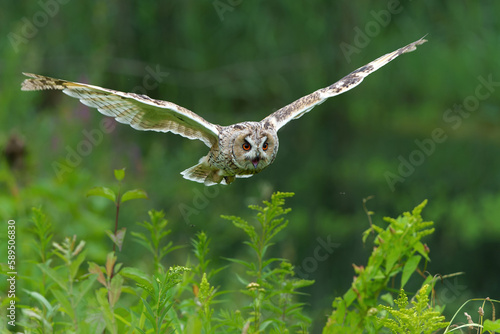 Beautiful long-eared owl (Asio otus) flying over an open spot in the forest of Noord Brabant in the Netherlands.      