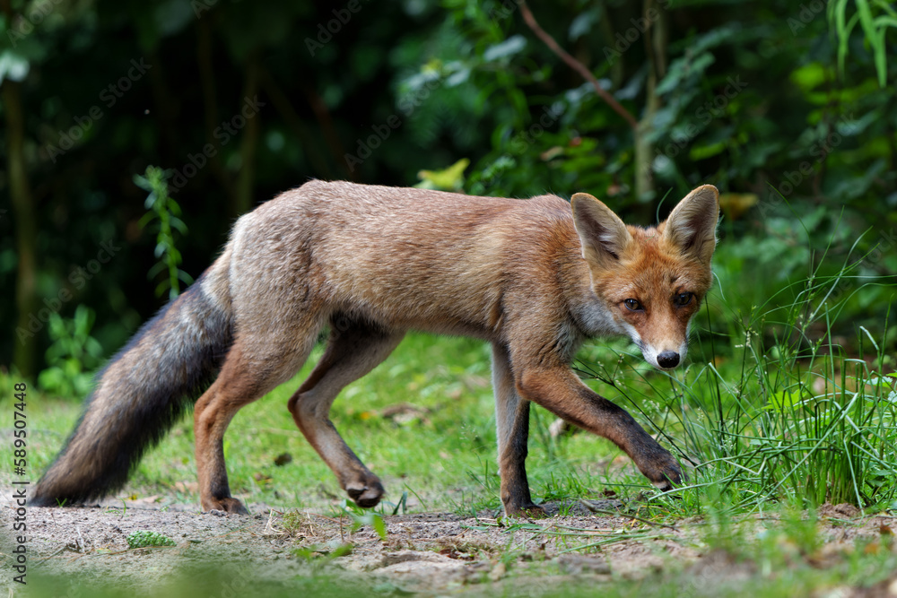 Young Red Fox (Vulpes vulpes) searching for food in the forest of Noord-Brabant in the Netherlands Young Red Fox (Vulpes vulpes) searching for food in the forest of Noord-Brabant in the Netherlands