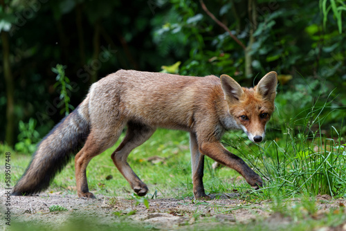 Young Red Fox (Vulpes vulpes) searching for food in the forest of Noord-Brabant in the Netherlands 