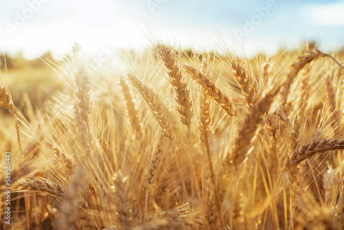Spikelets of ripe wheat. Agricultural image. Ripe ears of wheat are golden in color.