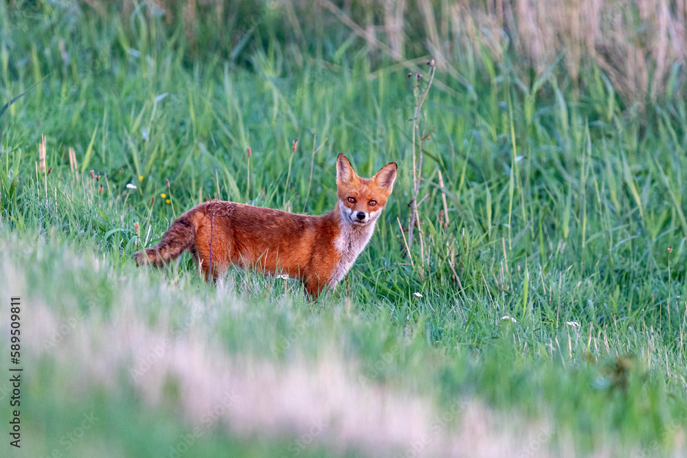 Fototapeta premium Fuchs im Abendlicht.