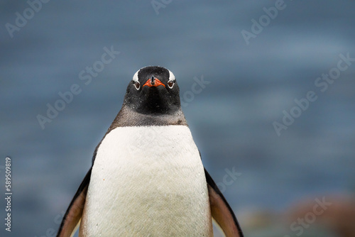 A portrait of a Gentoo penguin (Pygoscelis Papua), in the Antarctic Peninsula, Antarctica, Polar Regions photo