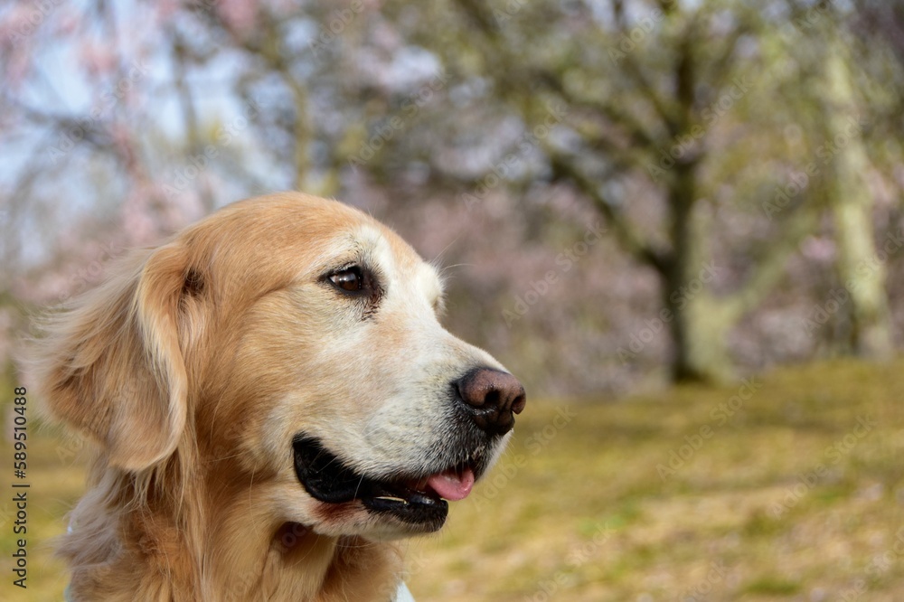 Obraz premium 桜見物の愛犬