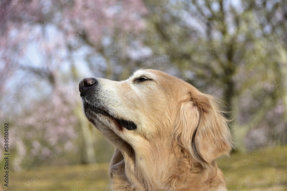 Obraz premium 癒されてる愛犬