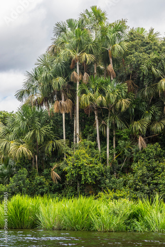 Aguaje palms by Lake Sandoval, Tambopata National Reserve, Puerto Maldonado, Madre de Dios, Peru photo