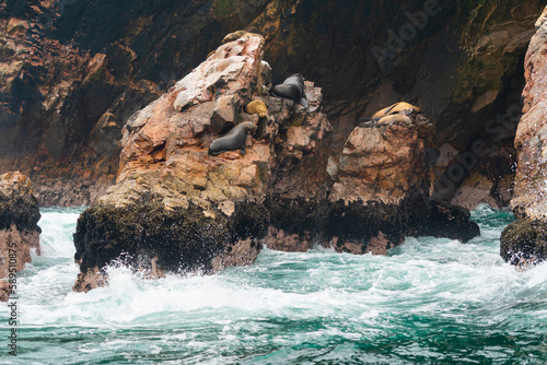 South American sea lions (Otaria flavescens) on rocks, Ballestas islands, Paracas, Peru photo