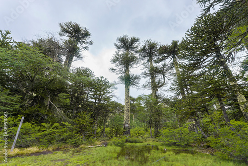 Low angle view of monkey puzzle tree (Araucaria araucana), Huerquehue National Park, Pucon, Chile photo