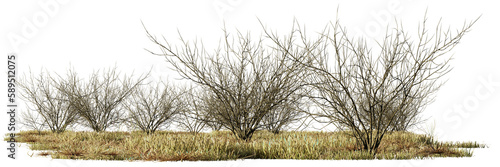 Obraz na płótnie dry plants in the savanna, desert scene cut-out, isolated on transparent background banner w salonie