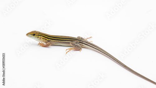 six lined racerunner lizard - Aspidoscelis sexlineatus - side profile view isolated on white background. They thrive in hot arid Sandy well drained habitat. Florida example