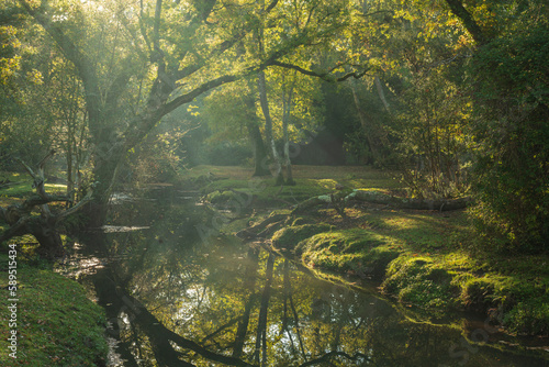 Stream running through a deciduous woodland in autumn in the New Forest National Park, Hampshire