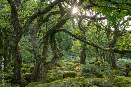 Summer morning sun rising through Black a Tor Copse in Dartmoor National Park, Devon