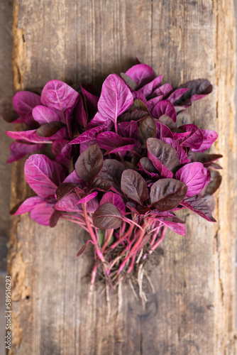 Obraz na płótnie A bunch of fresh purple amaranth w salonie