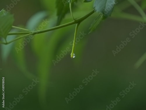 water droplets from tree branches in the forest Beautiful green background and empty space for text. © c 1959