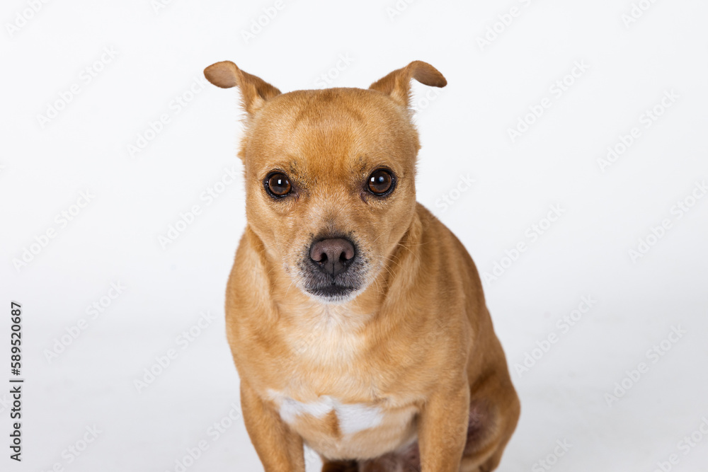 A mixed breed small chihuahua small dog on a white backhround with copy space