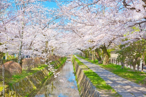 Cherry Blossoms along the Philosopher's Path