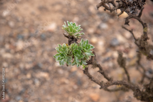 Primer plano de la planta Aeonio, una planta tropical con hojas verdes suculentas y rama marrón sobre un fondo de tierra. Vegetación y plantas típicas de Canarias photo