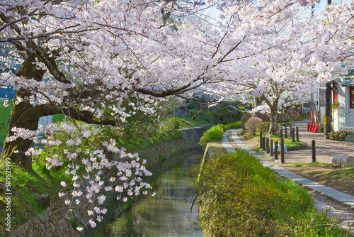 Cherry Blossoms along the Philosopher's Path