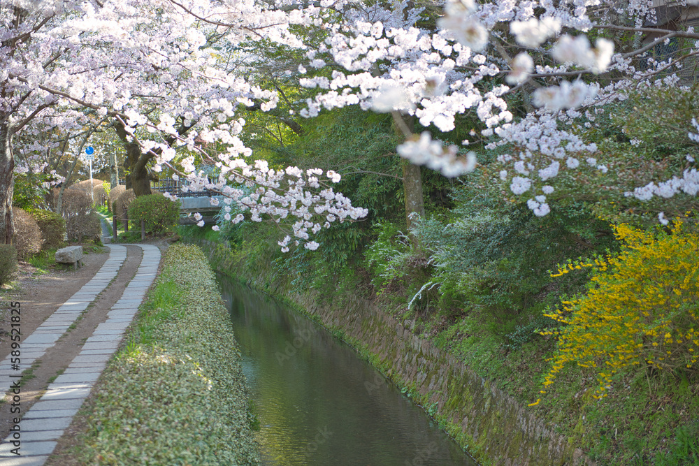 Cherry Blossoms along the Philosopher's Path Cherry Blossoms along the Philosopher's Path