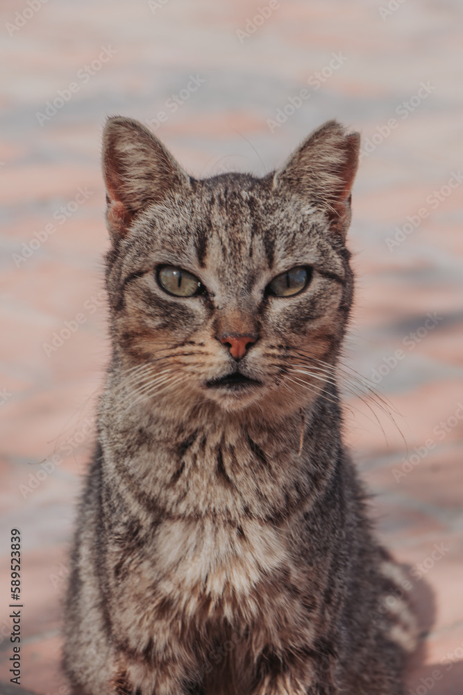 felinos, animal, mascota, gatita, felíno, pelaje, retrato, blanco, naturaleza, negro, mirada, gato atigrado felinos, animal, mascota, gatita, felíno, pelaje, retrato, blanco, naturaleza, negro, mirada, gato atigrado