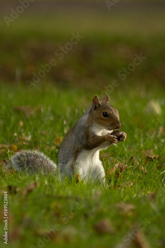 Portrait of a grey squirrel in an urban green space 