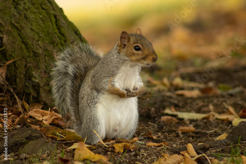 Portrait of a grey squirrel in an urban green space 