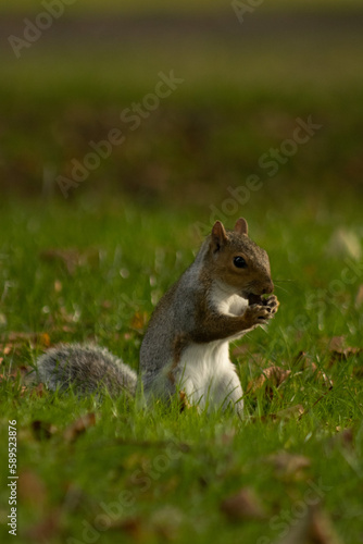 Portrait of a grey squirrel in an urban green space 