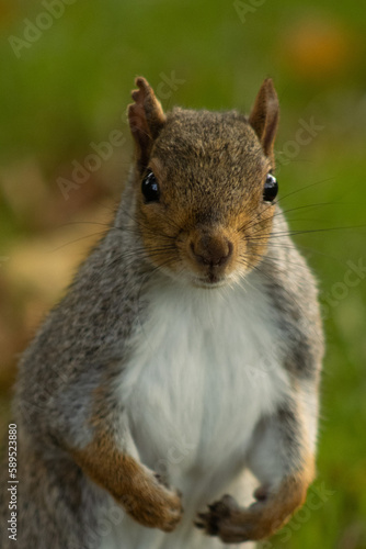 Portrait of a grey squirrel in an urban green space 