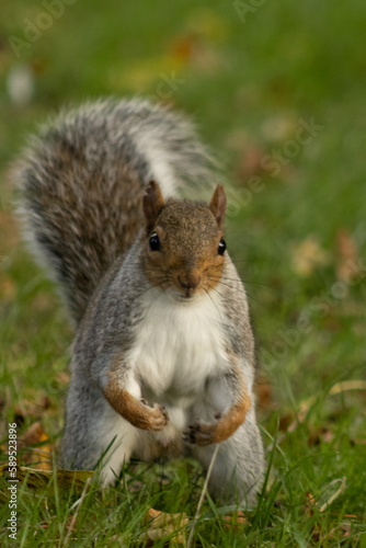Portrait of a grey squirrel in an urban green space 