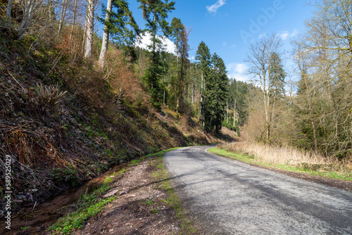 A country road through the Black Forest National Park