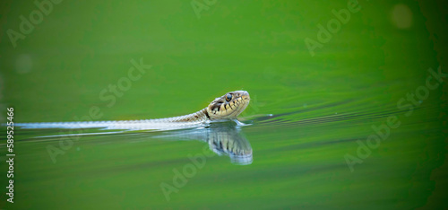 The grass snake Natrix natrix swims on the surface of the water and looks for food