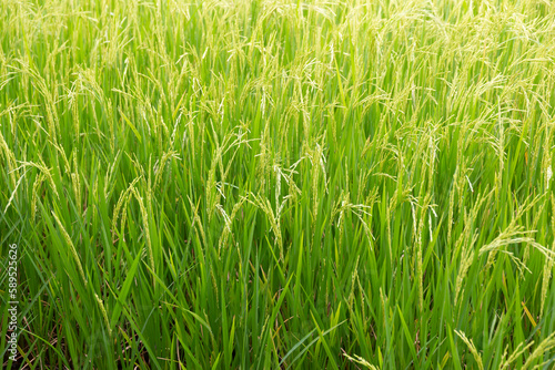 The rice field in a tropical country
