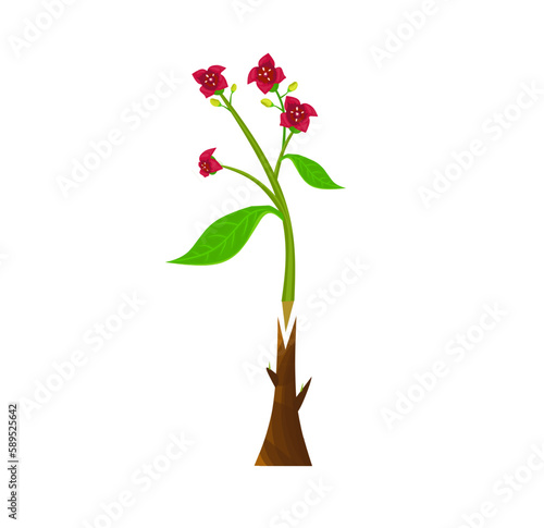 Plant grafting technique information illustration vector