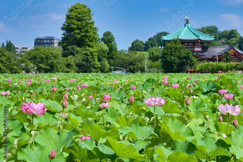 Obraz na płótnie 東京 上野  青空に映える不忍池の美しい蓮の花と不忍池辯天堂　コピースペースあり（東京都） Tokyo Ueno Beautiful lotus flowers