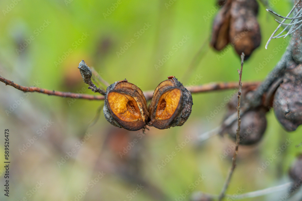 Close up of open seed pods on an Australian native plant Close up of open seed pods on an Australian native plant