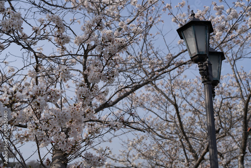 桜と街灯