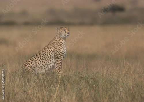A double exposure image of Cheetah on a mound at Masai Mara, Kenya © Dr Ajay Kumar Singh