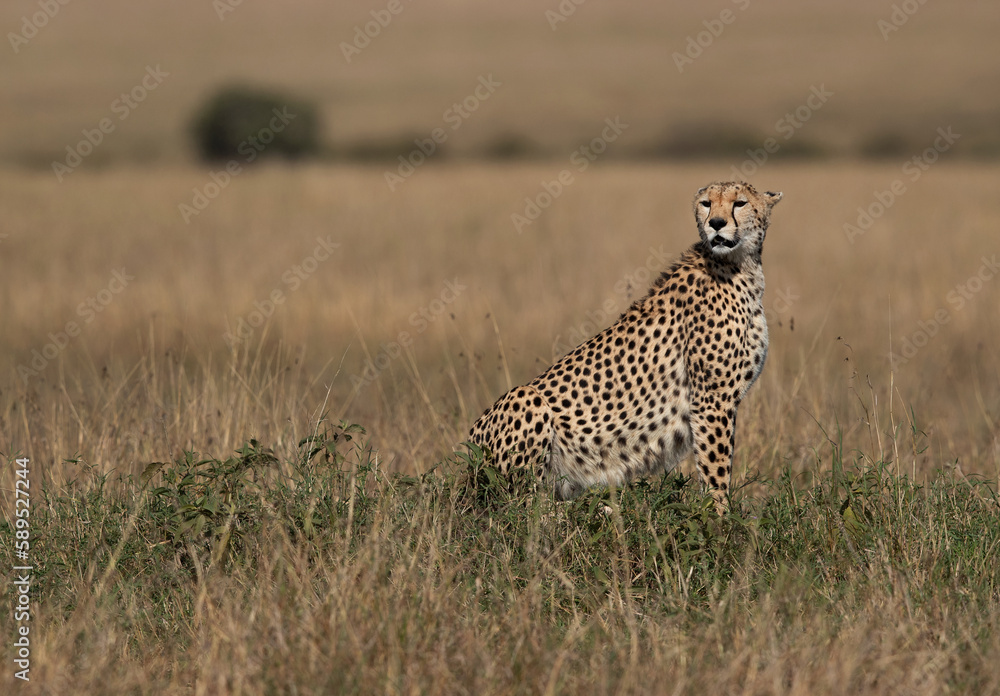 Naklejka premium Cheetah on a mound at Masai Mara, Kenya